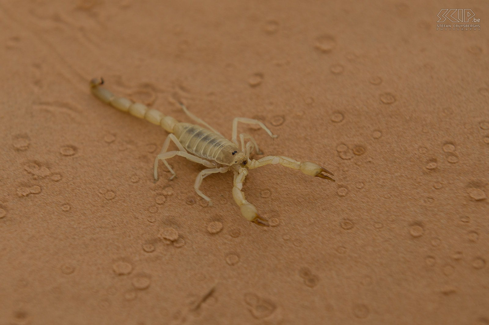 Scorpion We saw a lot of scorpions and each morning we found some hiding under our sleeping pad or backpack. Fortunately a sting of this species is painful but not life threatening. Stefan Cruysberghs